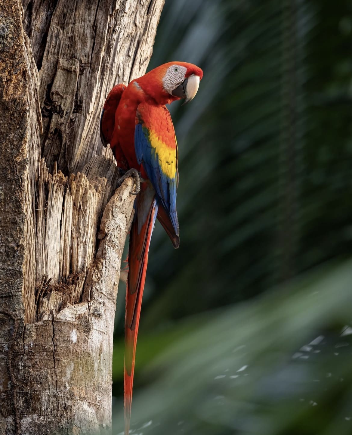 Beautiful macaw parrot